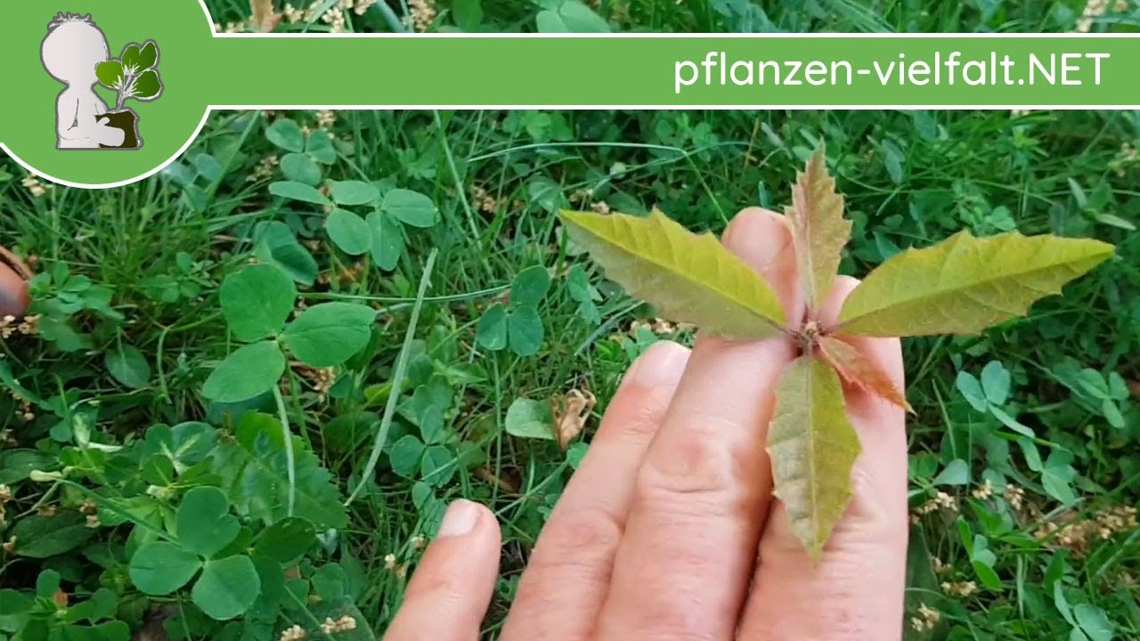 künstliche tanne im topf Kleiner Deko-Tannenbaum – Südstrand