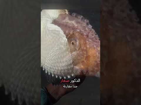 الأرجونت الأخطبوط العجيب اللي بيحمل قوقعة وهمية معلومات اكسبلور