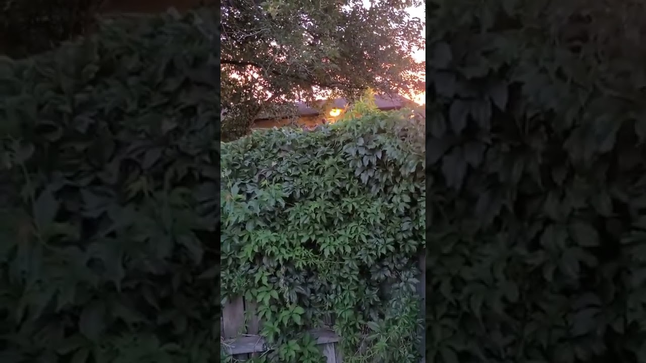 My hillbilly neighbor being a douche