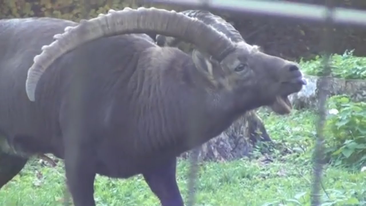 Domain of the Caves of Han-Belgium