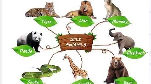 Vocabulary Mind Maps | Học Từ Vựng Tiếng Anh Bằng Sơ Đồ Tư Duy | Wild Animals - Food - Body Parts