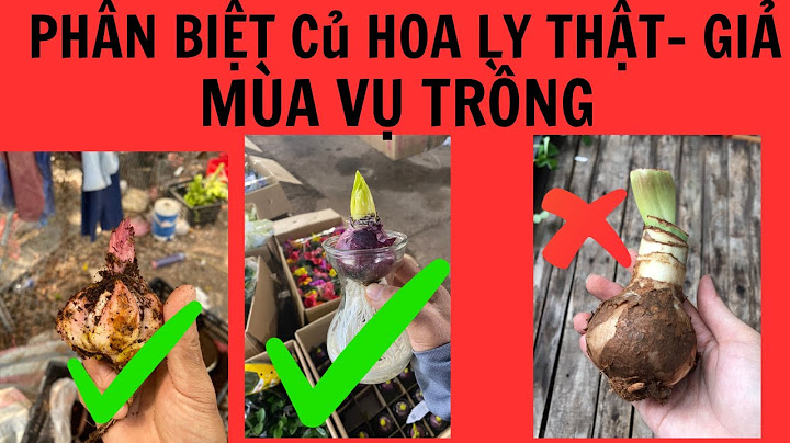 Hướng dẫn cách trồng củ tiên ông