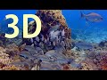 In 3d cozumel the amazing undersea world