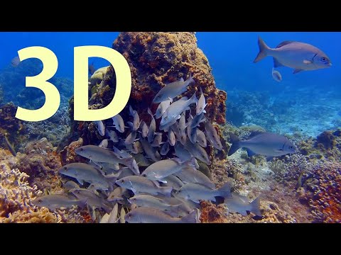 in-3d,-the-undersea-world--an-underwater-3d-channel-film