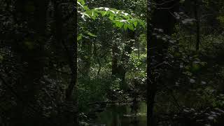 Calm. Still. Present. #youtubeshorts #naturesounds
