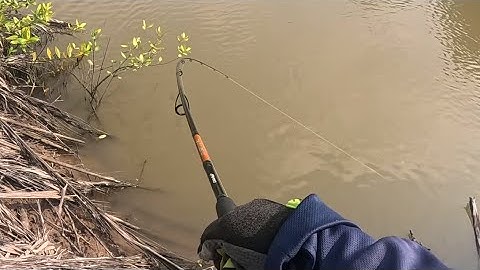 Câu lure cá chẽm bằng cần ashino Twinmaster 575k - nay trúng cá