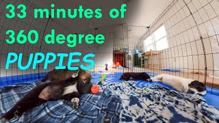 33mins of puppies playing and napping in 360 degrees