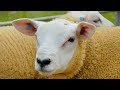 Разведение овец тексель как бизнес идея | Овцеводство | Овцы тексель