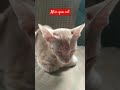 I Miss My Cat Today 20 7 2025 I Miss My Cat Today 20 7 2025