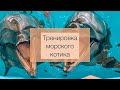 Карантин в дельфинарии.Тренировка с морским котиком.