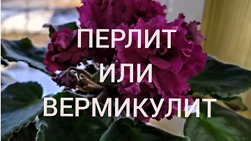 ФИАЛКИ. ПЕРЛИТ ИЛИ ВЕРМИКУЛИТ? ГРУНТ ДЛЯ ФИАЛОК.