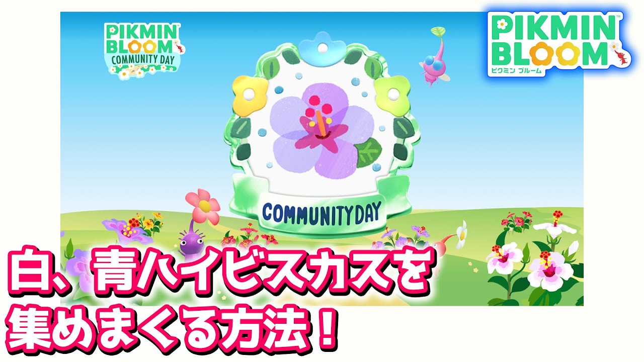 Pikmin Bloom] How to collect white and blue hibiscus! [Pikmin