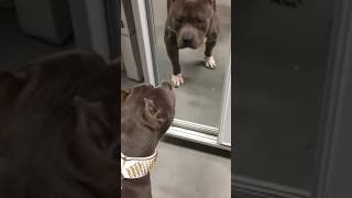 Pitbull sees himself in the mirror wait till he figures it out! Smart dog!