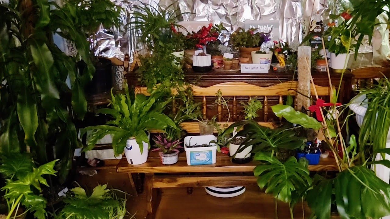 Indoor Organic Gardening on a Budget -  March 2025 Garden Update