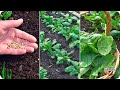 Como Cultivar Espinacas Desde La Siembra Hasta La Cosecha || Ciclo Completo || La Huertina De Toni