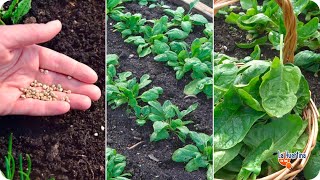 Como Cultivar Espinacas Desde La Siembra Hasta La Cosecha || Ciclo Completo || La Huertina De Toni