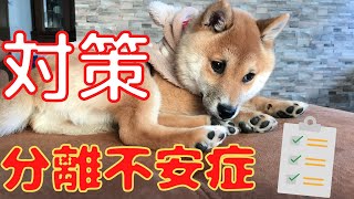 【犬の教科書】分離不安症の原因と対策