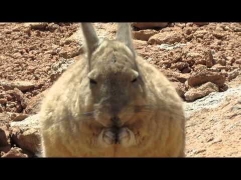 Viscacha