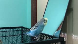 Baby budgie talking dancing laughing in the mirror