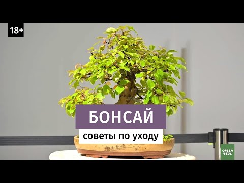 Как вырастить бонсай. Бонсай своими руками.