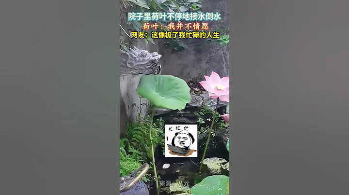 女子拍到自家門口荷葉忙忙碌碌不停接水的一幕，網友：這像極了我忙碌的人生。😂 #生活 - 天天要聞