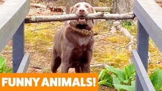Funniest Pets & Animals of the Week | Funny Pet Videos
