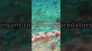 Mind-Blowing Sea Cucumber Facts: Discover 5 Surprising Truths