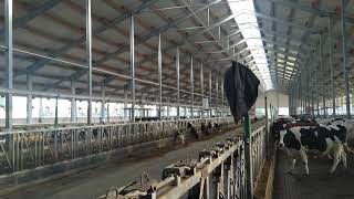 Sidewall ventilated dairy barns in Siberia