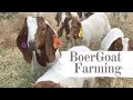 Boer Goat Farming for Meat and Stud