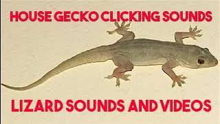 Lizard sounds lizard sound at night | Gecko Sounds chirping | Lizard sound effect