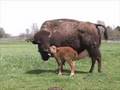New Bison Calf at Wolf Park