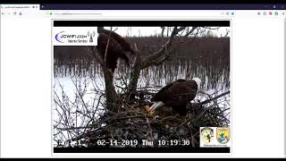IL Trio Eagles: Starr & Valor 1 Mating 2-14-19