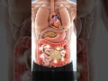 3D Digestive System with Parasites &amp; Heart Pumping | Human Body Medical Visualization Shorts