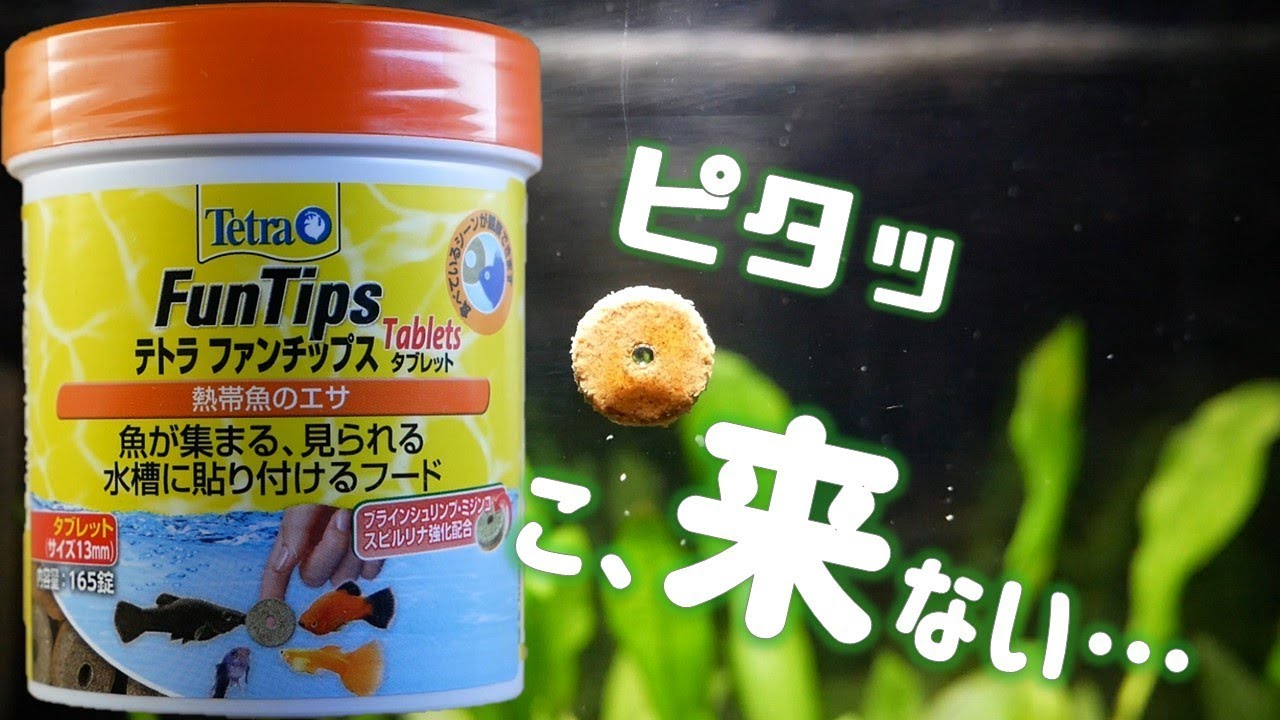 人見知りをする家の熱帯魚たち テトラファンチップスで 群がれ ふぶきテトラ Youtube