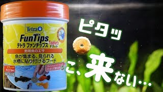 人見知りをする家の熱帯魚たち。テトラファンチップスで、群がれ～!!【ふぶきテトラ】