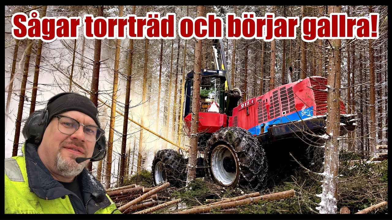 Sågar barkborreträd och börjar gallra med vår Valmet 911.1