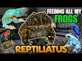 FEEDING MY PET FROGS! (Pacman frogs, Dart frogs, Tree frogs and more!)