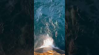 🤍ÇOK NADİR GÖRÜNEN BEYAZ YUNUS 🐬😱 #yunus #deniz #okyanusi