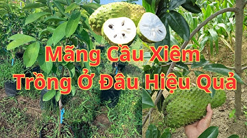 Mãng cầu xiêm Thái Lan có thể trồng được ở Đâu Năng Xuất - Cây Trồng Vũ Tiến