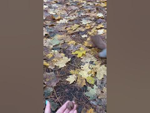 #животные #белка #белочка #лес - YouTube