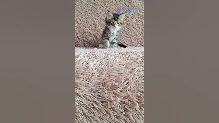 Video 10980731: tabby white norwegian forest, norwegian forest kitten playing, kitten sweet