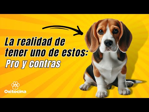 Video: Pros y contras de poseer beagles