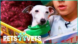 How Incredible Support Dogs Change Lives Forever | Pets In Paradise