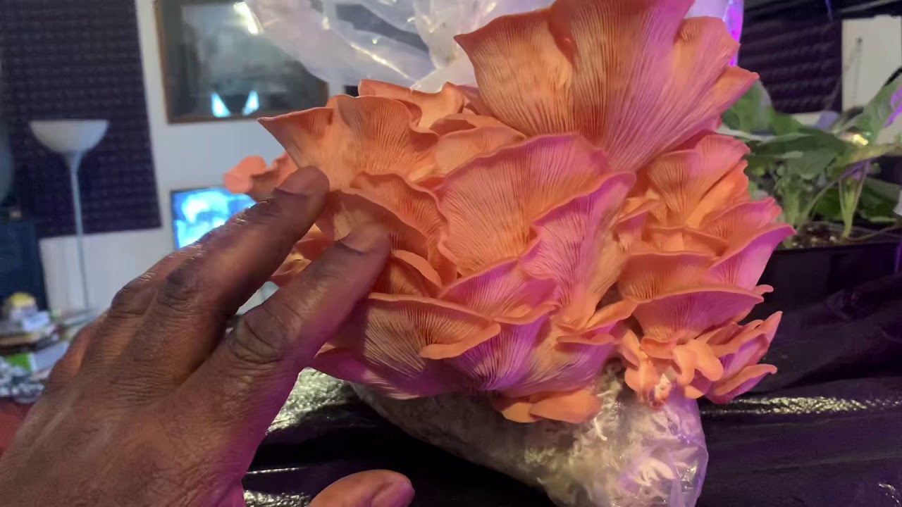 First Flush Pink Oyster on Sunflower Seed Hulls YouTube