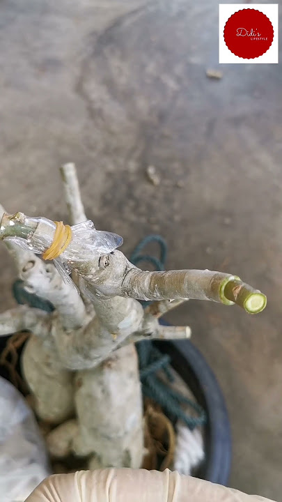How do you graft your Adenium? Cara kahwin bunga kemboja~ #adenium #grafting #desertrose #bonsai