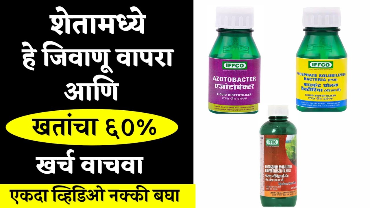 अझोटोबॅक्टर,स्फुरद विरघनारे जिवाणू,पालाश उपलब्ध करणारे जिवाणू ।काय आहे जाणून घ्या।आणि ६०%खताचीबचतकरा