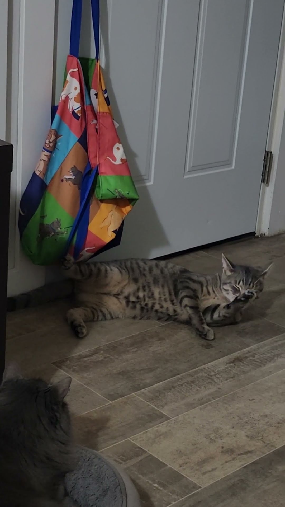 Cat Gets Tangled in Bag Handle but Manages to Free Itself