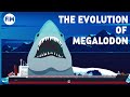 The Evolution of Megalodon and its Relation to the Great White