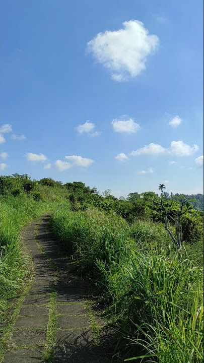 Jalan Pagi di Bukit Suci Gunung Lebah Campuhan Ubud #Shorts #1minute