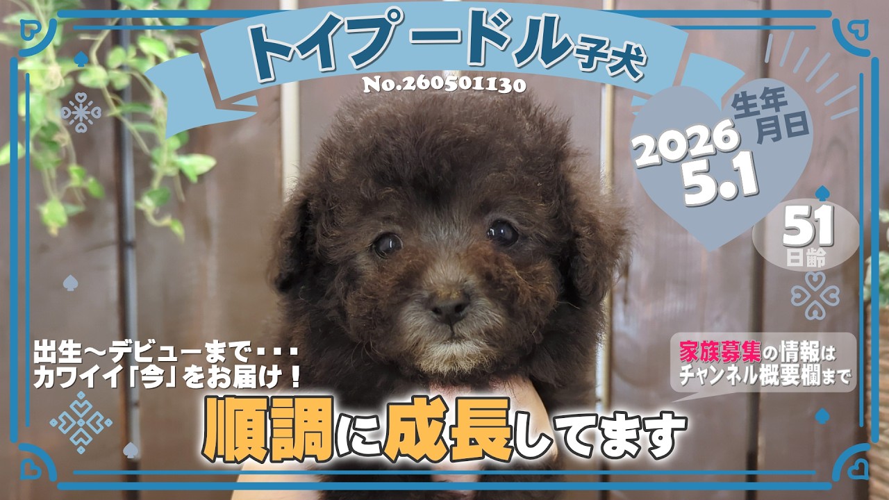 トイプードル子犬｜2026.5.1生（51日齢）｜グレー｜男の子｜滋賀県